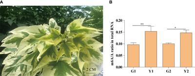 Transcriptome-wide m6A methylation in natural yellow leaf of Catalpa fargesii